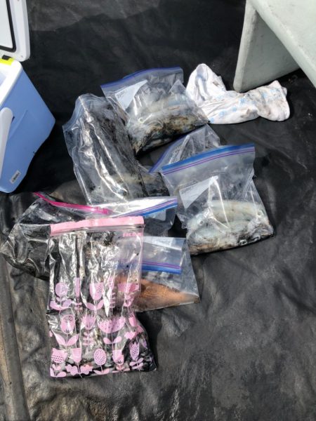 あみや渡船 JIGBOY 釣果