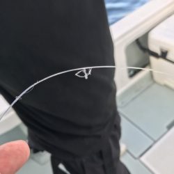 アマテラス 釣果