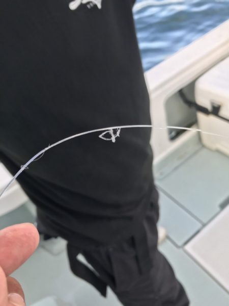 アマテラス 釣果