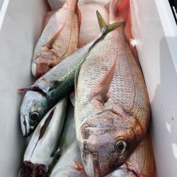 第二八坂丸 釣果