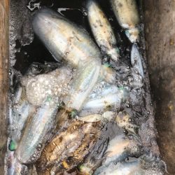 あみや渡船 JIGBOY 釣果