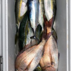 第二八坂丸 釣果