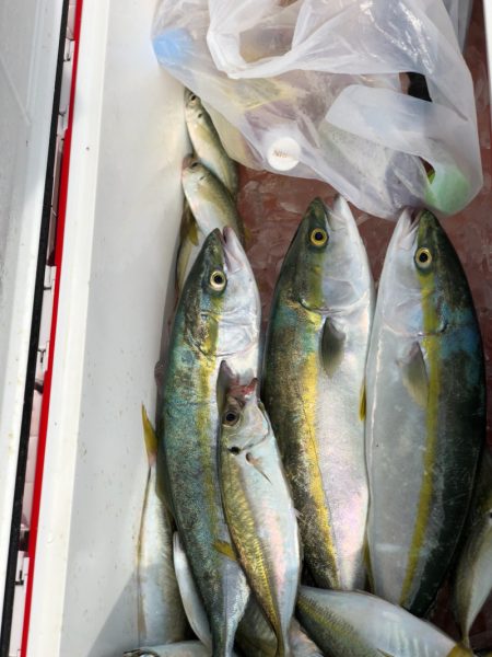 丸万釣船 釣果