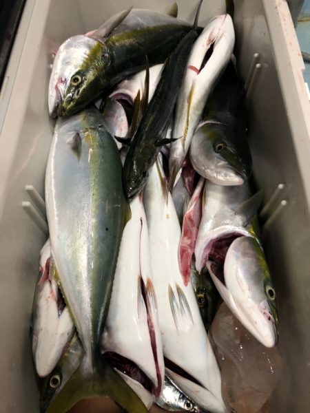 第二八坂丸 釣果