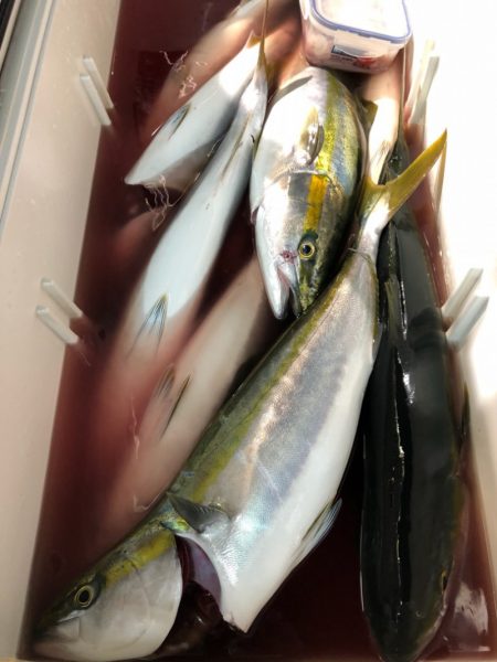 第二八坂丸 釣果