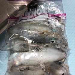 第二八坂丸 釣果