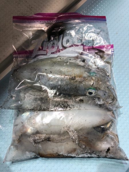 第二八坂丸 釣果