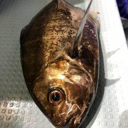 第二八坂丸 釣果