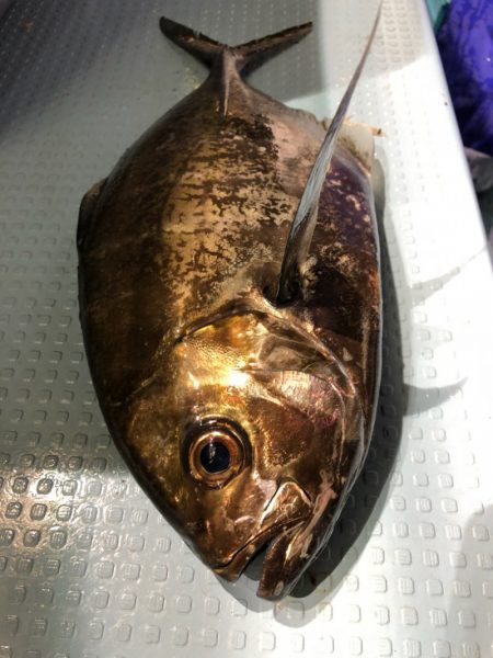 第二八坂丸 釣果