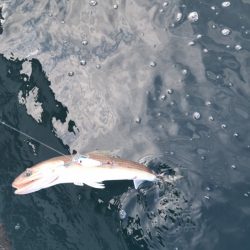 アマテラス 釣果