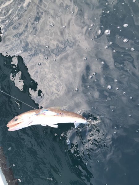 アマテラス 釣果