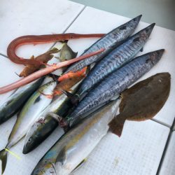 海楽隊 華栞丸 釣果