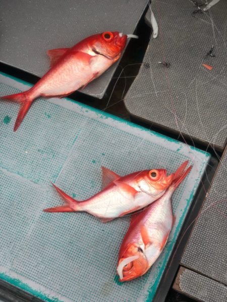 ＴＡＲＯＭＡＲＵ 釣果