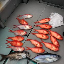 ＴＡＲＯＭＡＲＵ 釣果