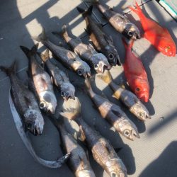 ＴＡＲＯＭＡＲＵ 釣果