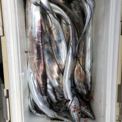 末広丸(熊本) 釣果