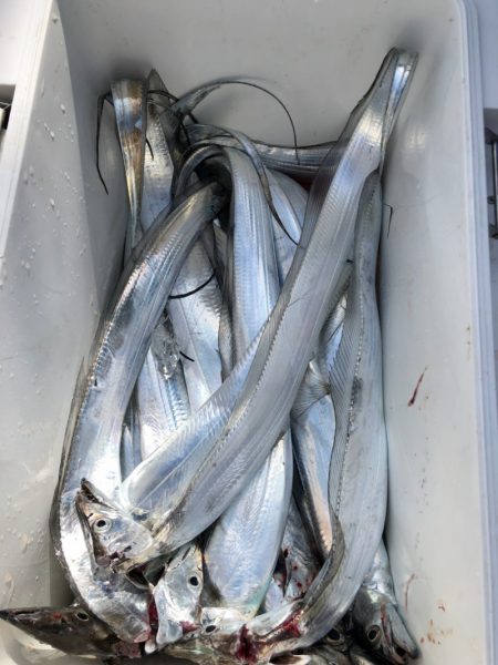 末広丸(熊本) 釣果