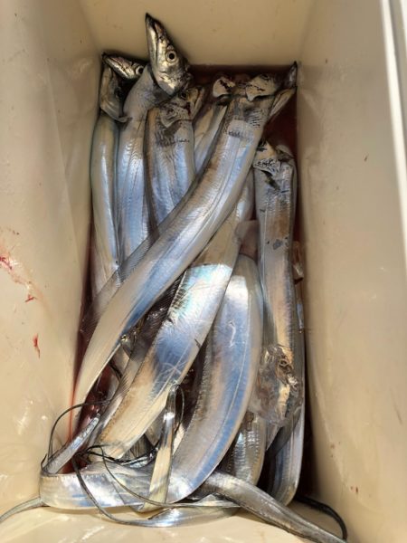 末広丸(熊本) 釣果