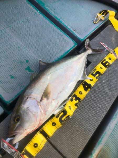 ＴＡＲＯＭＡＲＵ 釣果