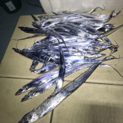 Monster Rush! 釣果