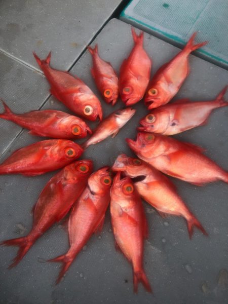 ＴＡＲＯＭＡＲＵ 釣果