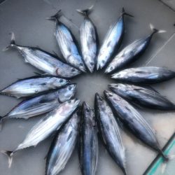 ＴＡＲＯＭＡＲＵ 釣果