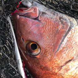 龍神丸(鹿児島) 釣果