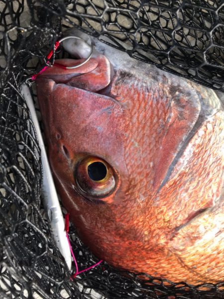 龍神丸(鹿児島) 釣果