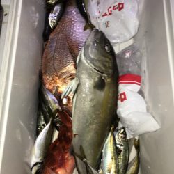 龍神丸(鹿児島) 釣果