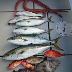 エンペラー 釣果