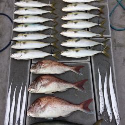 SeaRide(シーライド) 釣果