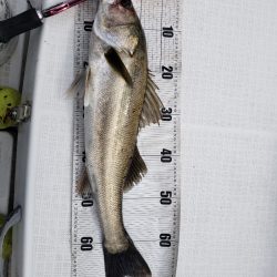 海龍丸(島根) 釣果