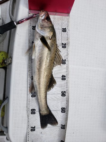 海龍丸(島根) 釣果