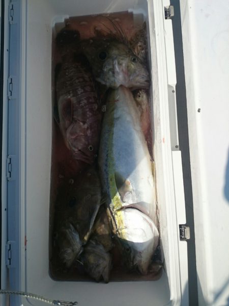 エンペラー 釣果