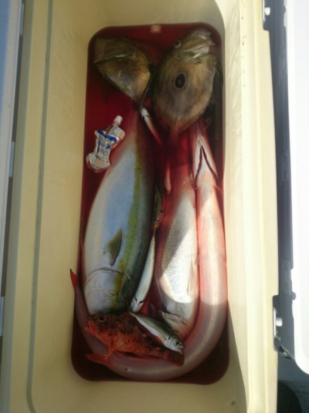 エンペラー 釣果