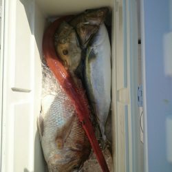 エンペラー 釣果