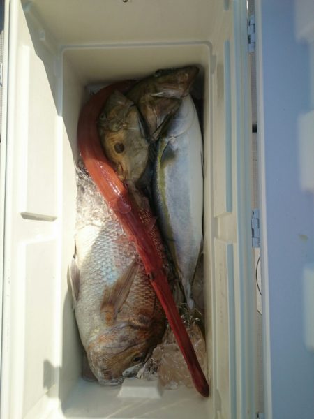 エンペラー 釣果