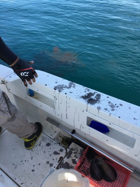 うさぎ丸 釣果
