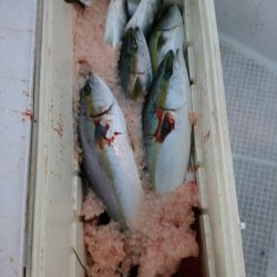 bay style 釣果