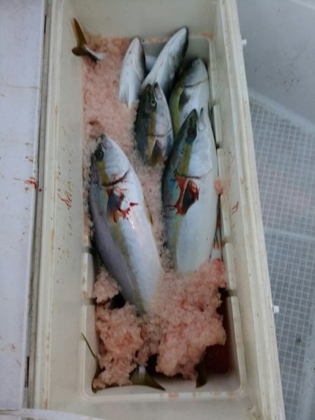 bay style 釣果