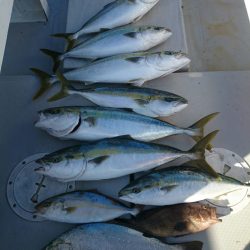 エンペラー 釣果