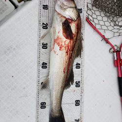 海龍丸(島根) 釣果