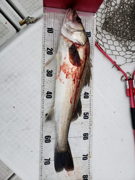 海龍丸(島根) 釣果