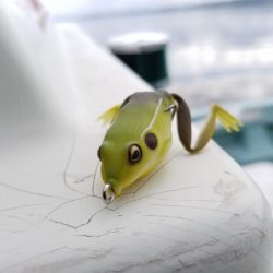 アマテラス 釣果