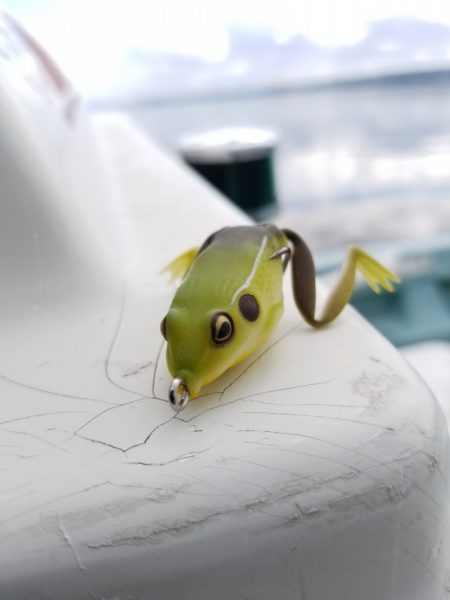 アマテラス 釣果