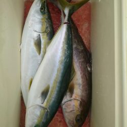 エンペラー 釣果