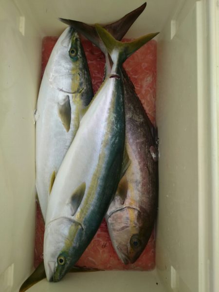 エンペラー 釣果