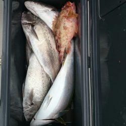 エンペラー 釣果