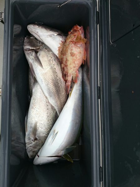 エンペラー 釣果