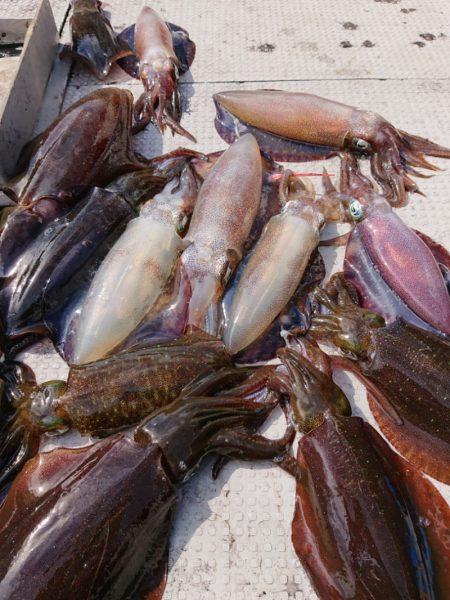 ブルースフィッシングサービス 釣果